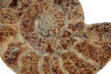 Cut Ammonite (Pachydiscus) Fossil With Honey Calcite Crystals #212390-2